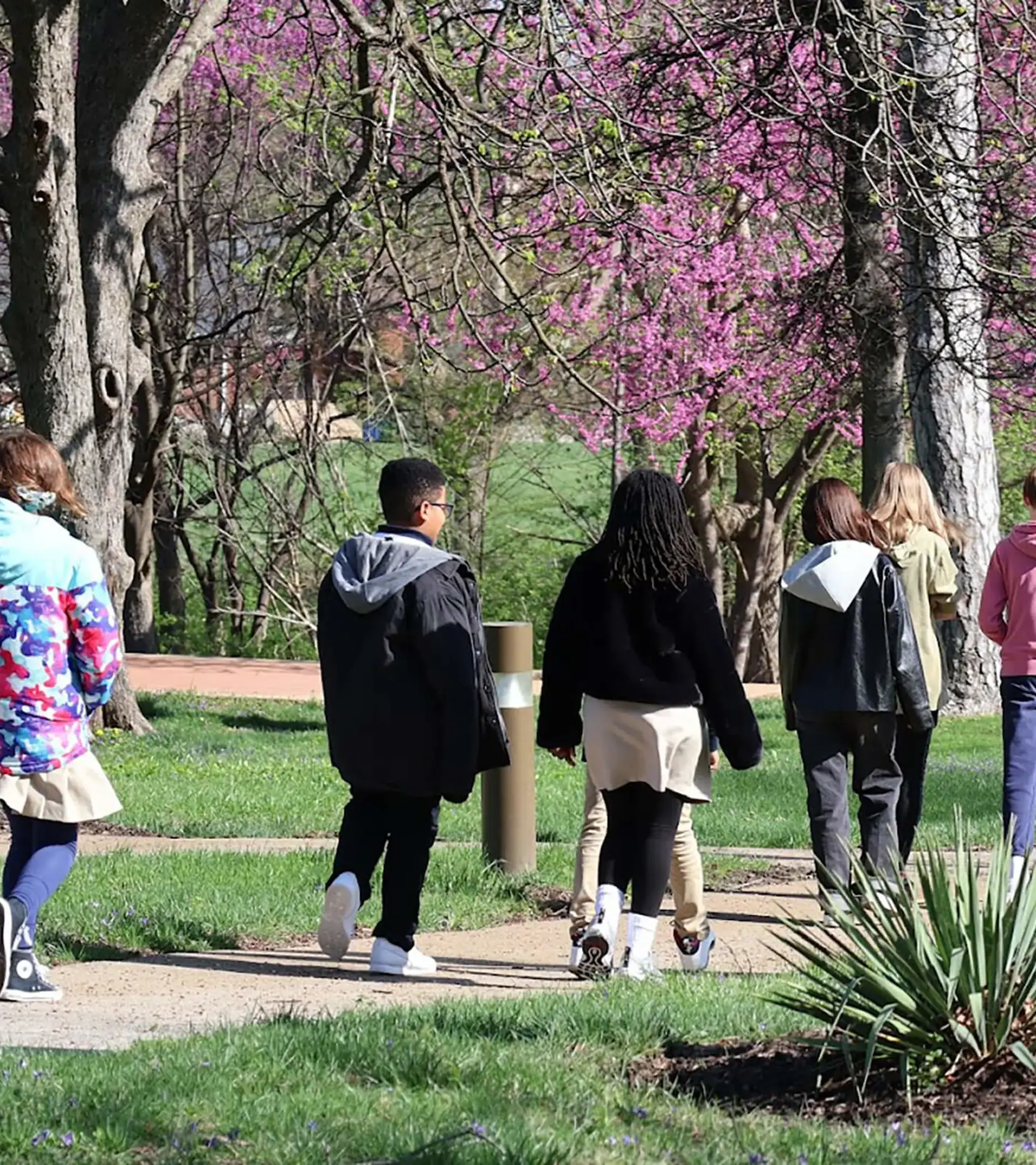 Students enjoying an outdoor stroll through a scenic campus park filled with blooming pink trees during spring.